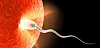 sperm