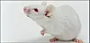 lab mouse